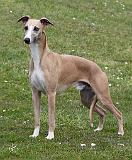 Whippet 9Y879D-052